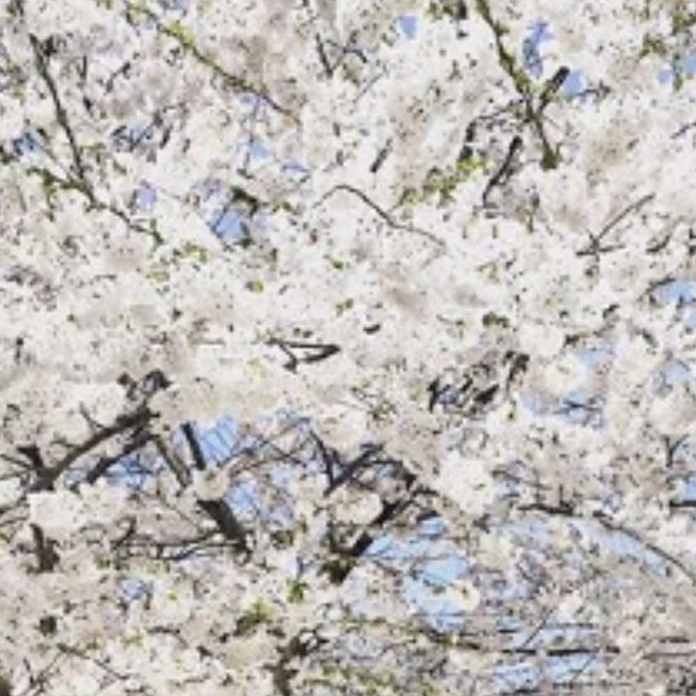 Meet your Posher, Mariel